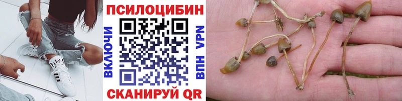 Купить где  Ростов-на-Дону  Псилоцибиновые грибы GOLDEN TEACHER 